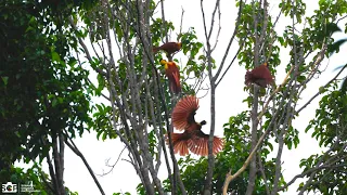 Red Bird of Paradise Dancing and Mating - Cendrawasih Merah | Raja Ampat | Indonesia | Sony A1 4K