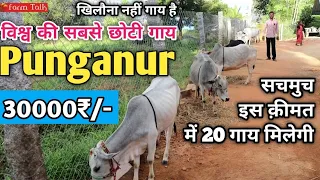 Punganur Cow 30000₹ 30 Inch World's Smallest Cow Price in India भगवद्गीता गौशाला Chittoor #Punganur