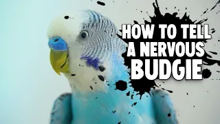 How to Tell if your Budgie is Nervous or Scared