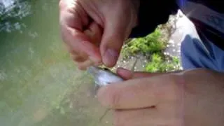 Pesca de Pejerrey "Chileno" con devolución