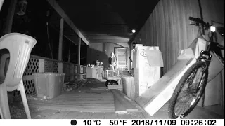 Strange Orb thing Caught on My Porch Trail Camera...