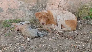 Hunde Mutter liegt weinend vor Regungslosem Welpen, doch Jeder läuft an ihr vorbei!