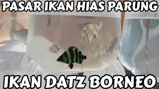 HUNTING PASAR IKAN HIAS PARUNG DAPET IKAN DATZ BORNEO CAKEP BUAT PENGHUNI AQUARIUM DI RUMAH