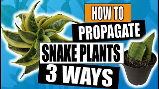 Snake Plant Propagation (Sansevieria): 3 Ways to Propagate