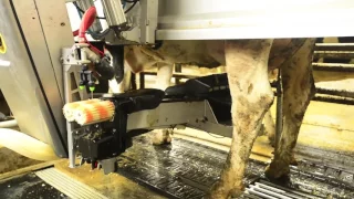 Post Farms Robotic Milking