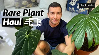 Massive Rare Houseplant Unboxing | June 2020