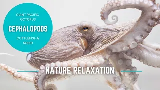 Giant Octopus Underwater World + Cuttlefish & Squid | Nature Relaxation Films 4k