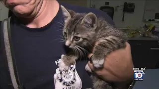 Kittens in need of home after rescued from car engine compartments