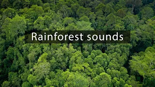 Rainforest sounds - Insects in the Borneo jungle