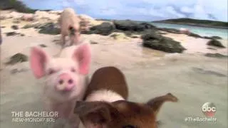 Swimming with Pigs! - The Bachelor