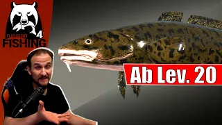 Russian Fishing 4 - Wolchow - Quappen beim Aal angeln