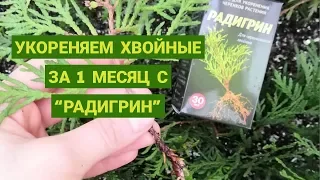 Укореняем хвойные за 1 месяц со стимулятором "РАДИГРИН"