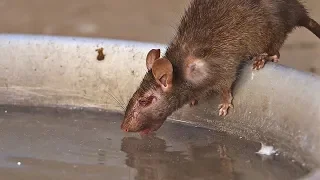 Visité el templo sagrado de las ratas en la India...