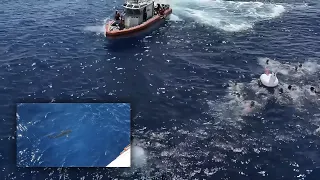 Intense Footage of U.S. Coast Guard Fires Warning Shots Versus Shark