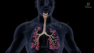 Practically's Concepts - Human Respiratory System (The Trachea & Bronchial Tree)- #LearnPractically