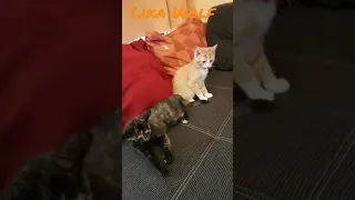 ПЕРЕМИРИЕ😍Милые котики. Смешные коты. Смешные животные. Cute kittens Cute Teddy kittens Fun