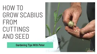 How to Grow Scabius from Cuttings and Seed | Garden Ideas | Peter Seabrook