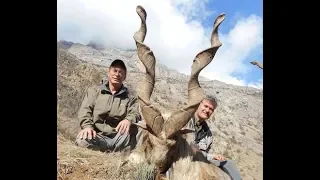 MARKHOR hunting is the best for conservation ! by Seladang