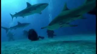 Дайвинг с акулами на Багамах (Dive with sharks in the Bahamas)