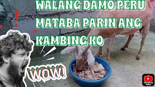 GAWIN MO ITO SA ALAGA MONG KAMBING PARA TUMABA | goat farming