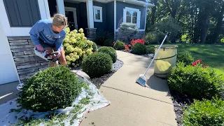 Trimming Green Velvet Boxwoods on My Front Walkway, Containing the Mess & A Letter From Tennessee!
