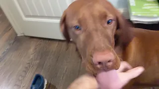 Vizsla here to clean you