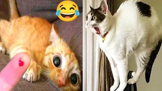 New Funny Animals 2024😝 Funniest Cats🐱 and Dogs🐈Videos Part 70