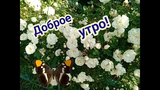 Доброе утро! Пожелания под сказочную музыку