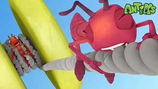 Yo-Yo | Antiks 🐜 | Funny Cartoons for Kids