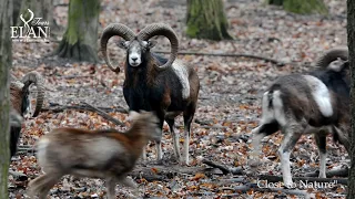 Mouflon hunting in Hungary 2020