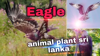 The Best of Eagle Attacks 2021 - Most Amazing Moments of wild Animal Fighting - Animal planet