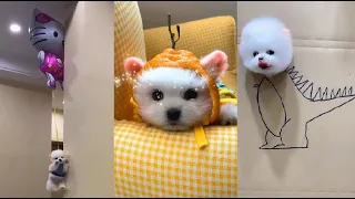 Tik Tok Chó Phốc Sóc Mini | Funny and Cute Pomeranian Videos #40