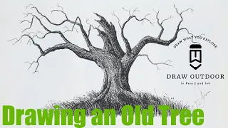 Drawing an Old Tree, How to Draw a Tree