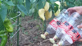 The simplest system for watering plants using plastic bottles