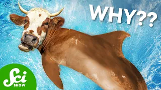 Why Are We Making Dolphin-Cow Hybrids?