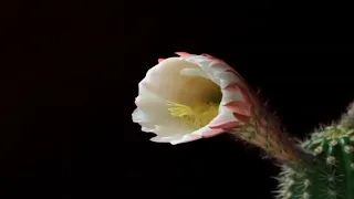 DOEBEL | Nature In Bloom | Time Lapse Flowers Blooming Beautiful Inspiring Instrumental Piano Music