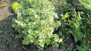 Бересклет стрижка кущів. кустов.Euonymus.