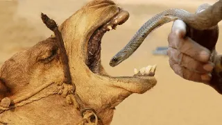 What Happens If You Feed a Camel With a Venomous Snake