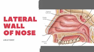 LATERAL WALL OF NASAL CAVITY