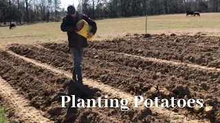 Plant Potatoes With Us | Potato Planting Season