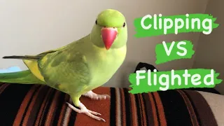 Wing Clipping VS Full Flighted Birds - Should you Clip your Birds Wings?