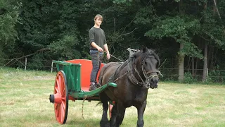 Belgian Draft Horse Gloria and the antique farm cart