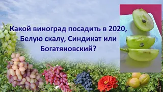 @Какой виноград посадить в 2020, Белая скала, Синдикат, Богатяновский