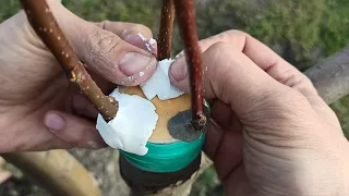 Прививка Груши на Яблоню // grafting a pear to an apple tree