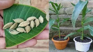 Grow cardamom from seeds || grow properly ilachi at home || grow plants from seeds