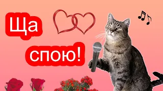 Ты глядел на меня – Клип трехцветной кошки !