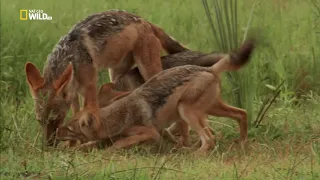 История одной гиеновой собаки | Nat Geo Wild | HD