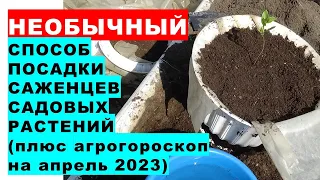 An unusual way of planting seedlings of garden plants with an agrohoroscope for planting plants for