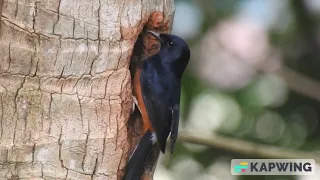 A white rumped shama exploring nesting spaces in Bannerghatta national park, April 2023