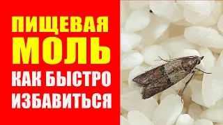 Пищевая Моль Как С Ней Бороться Народными Методами